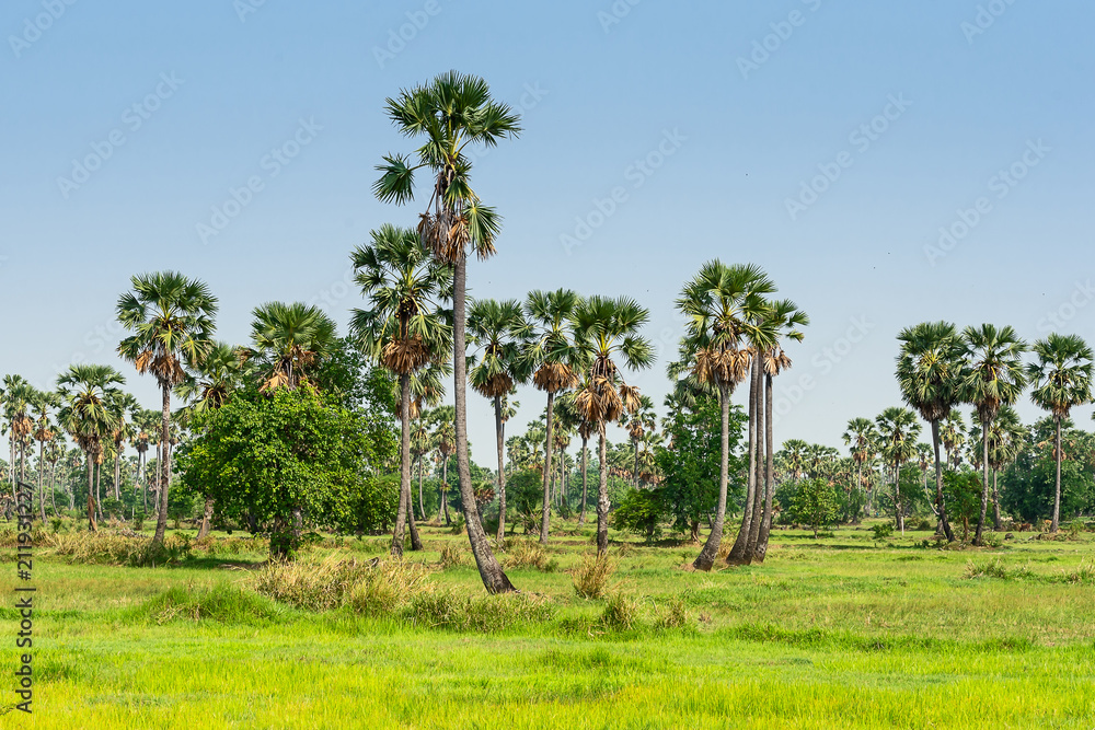 Palm sugar plantation.