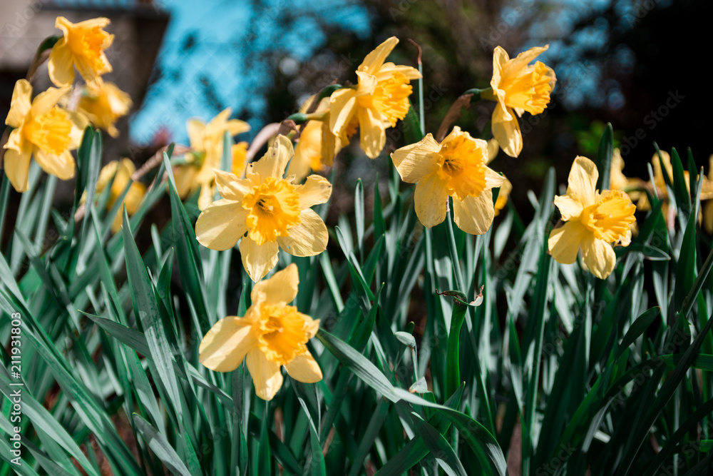 Flowers in the garden