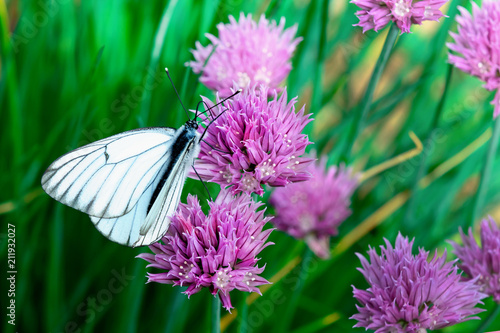 Bright macro photo. White butterfly on a pink flower. photo