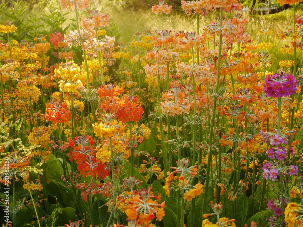 Mass of yellow and orange candelabra primula flowers