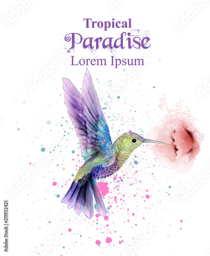 Watercolor humming bird Vector. Tropic paradise colorful birds. colorful paint stains splash