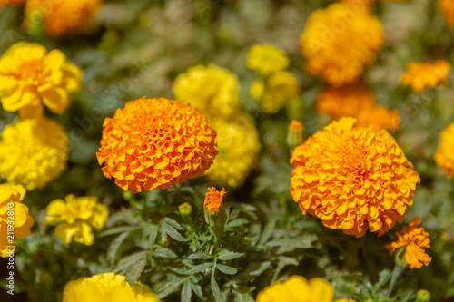 Fototapeta Naklejka Na Ścianę i Meble -  Two dahlias yellow flowers