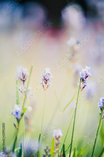 Lavender on pastel background with bokeh, toned