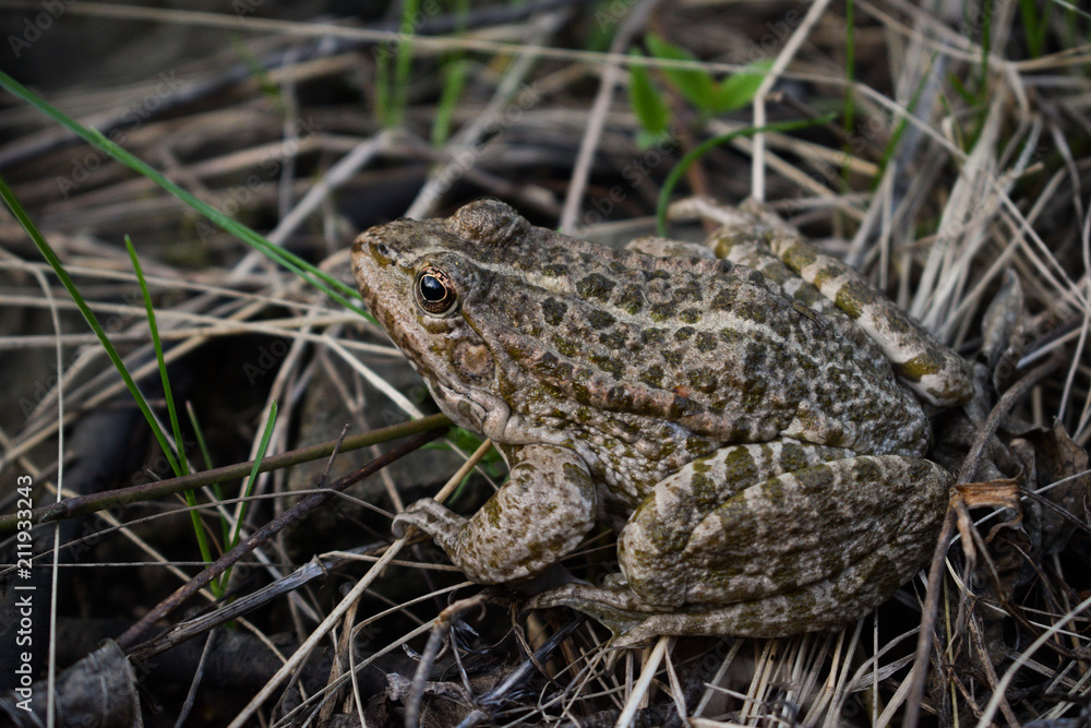 The marsh frog (Pelophylax ridibundus) is the largest frog native to Europe and belongs to the family of true frogs. It is very similar in appearance to the closely related edible frog and pool frog. The marsh frog (Pelophylax ridibundus) is the largest frog native to Europe and belongs to the family of true frogs. It is very similar in appearance to the closely related edible frog and pool frog.