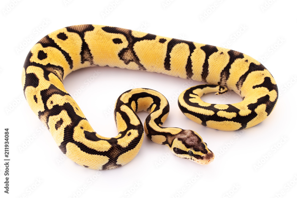 ball python snake reptile ball python snake reptile