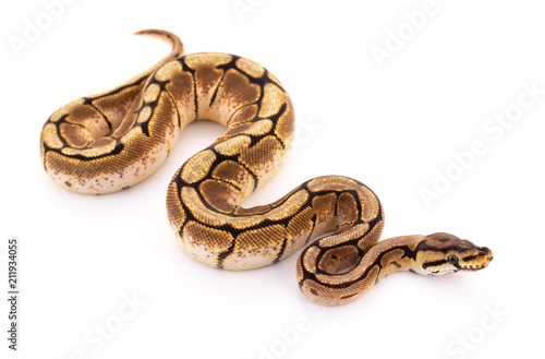 Obraz na plátně ball python snake reptile