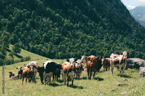 a herd of cows grazing in a mountain green meadow with pine forest at background