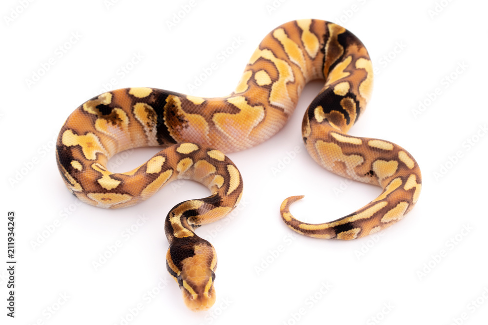 ball python snake reptile ball python snake reptile