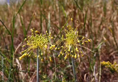 Close-up view of yellow flower Allium flavum on a meadow. Allium flavum, the small yellow onion or yellow-flowered garlic, is a species of flowering plant in the genus Allium.