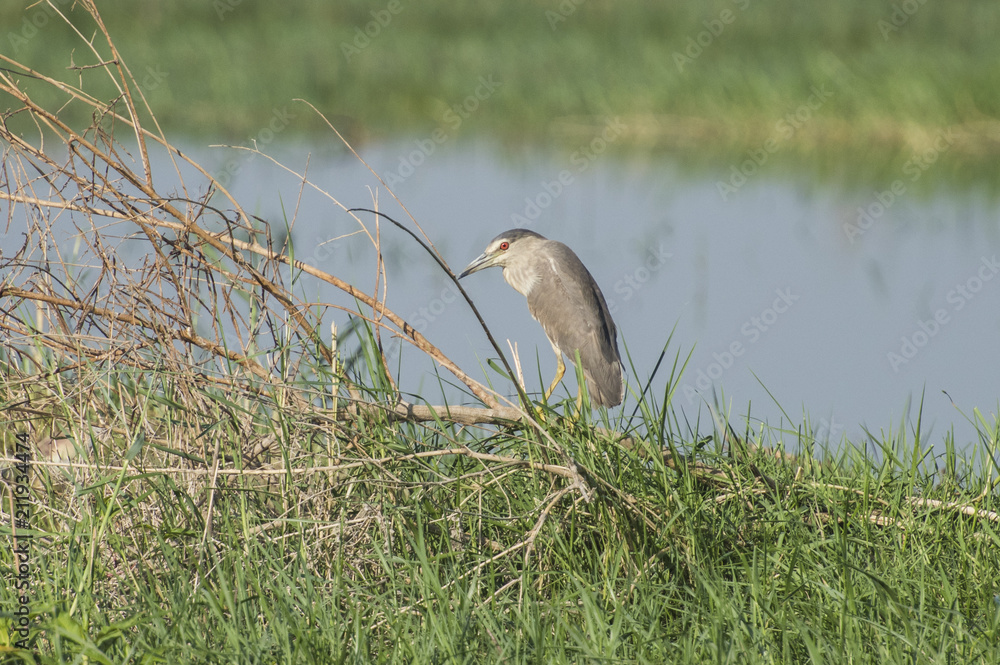 Night heron stood in bush by river marshland