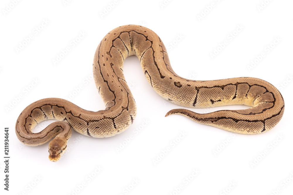 ball python snake reptile ball python snake reptile