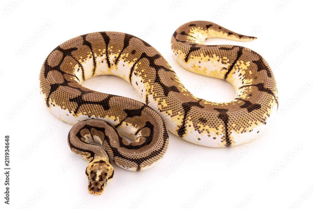 ball python snake reptile