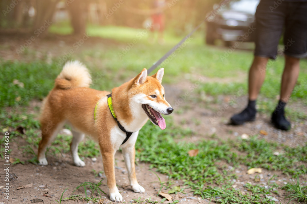 Man taking Shiba Inu dog on leash walking in the park Man taking Shiba Inu dog on leash walking in the park