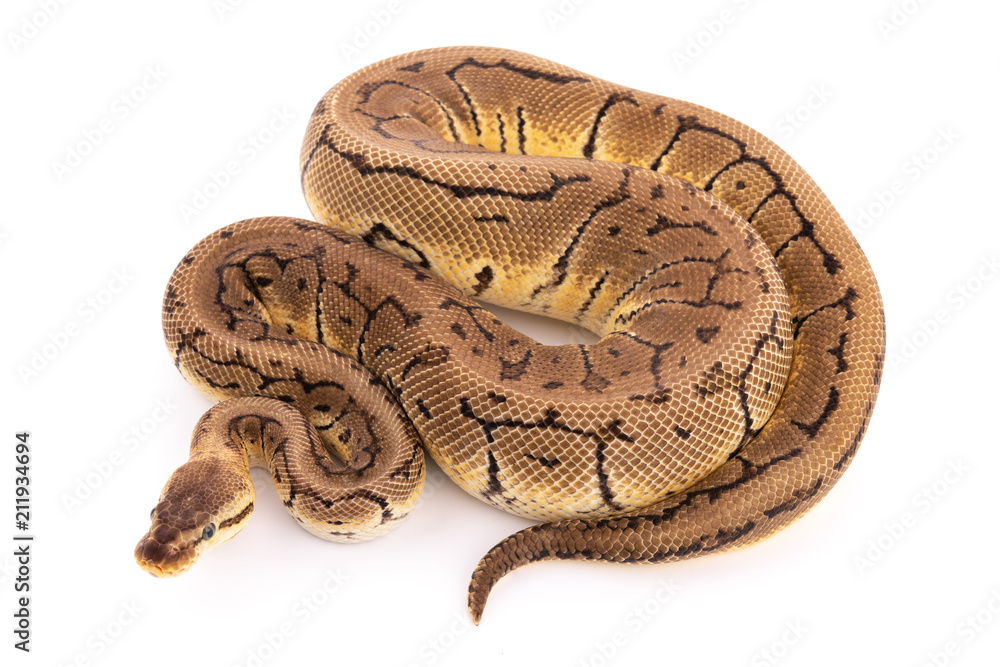 Obraz premium ball python snake reptile