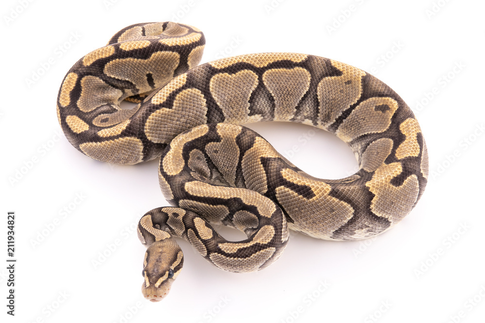 ball python snake reptile ball python snake reptile