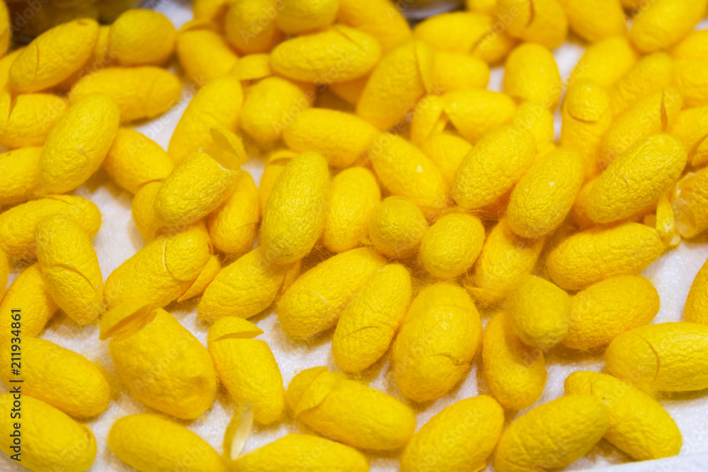 yellow cocoon a source of silk thread and silk fabric For silk weaving Thailand. yellow cocoon a source of silk thread and silk fabric For silk weaving Thailand.