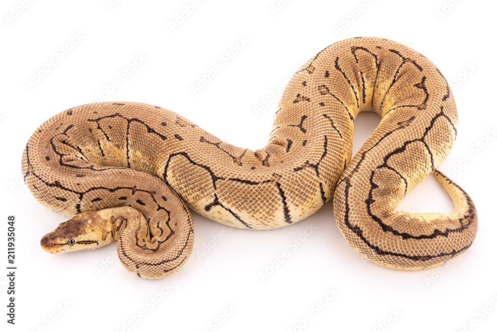 Obraz premium ball python snake reptile