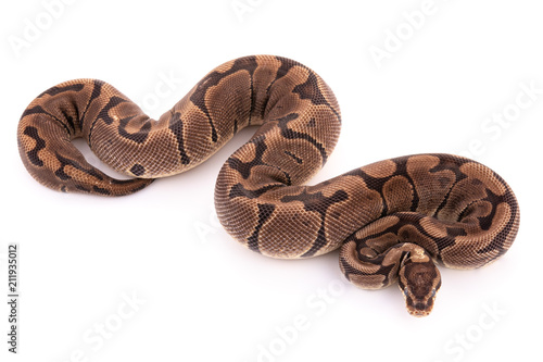 ball python snake reptile