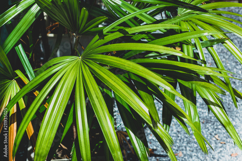Nature green leaf background of lady palm  Rhapis exclesa plamae  