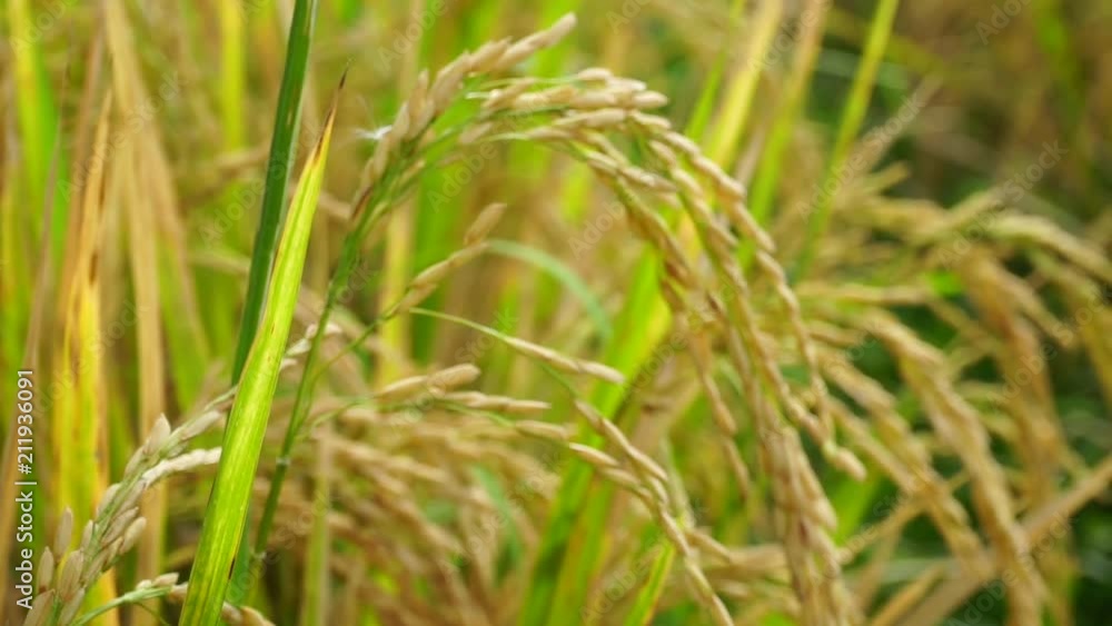 Close-up of ripened rice in Bali, Indonesia (camera pans right with rack focus of rice grains) Close-up of ripened rice in Bali, Indonesia (camera pans right with rack focus of rice grains)
