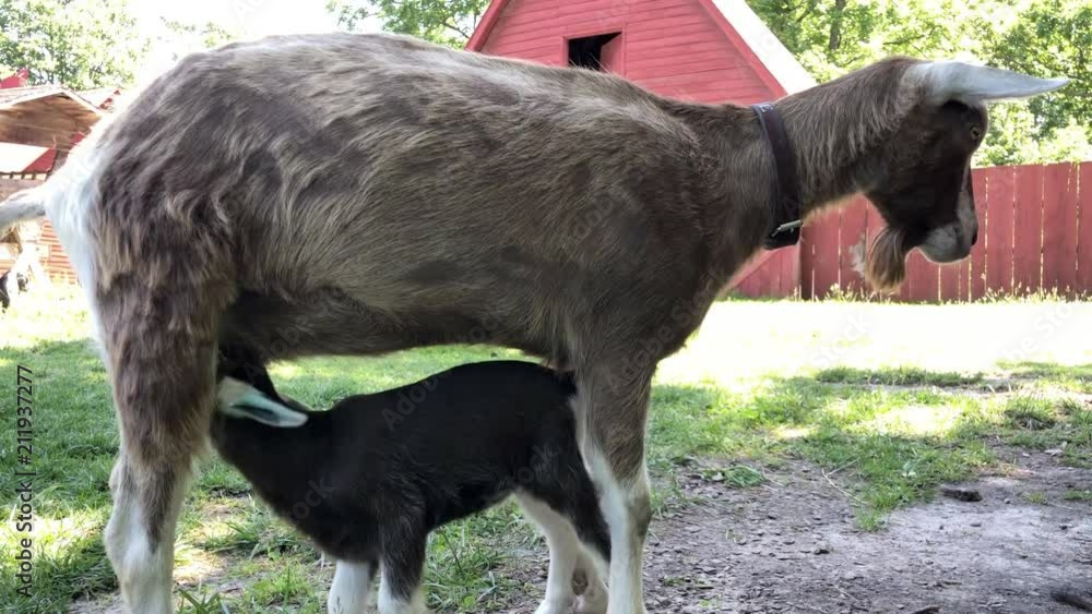 Baby goat drinking milk from mother on farm Baby goat drinking milk from mother on farm
