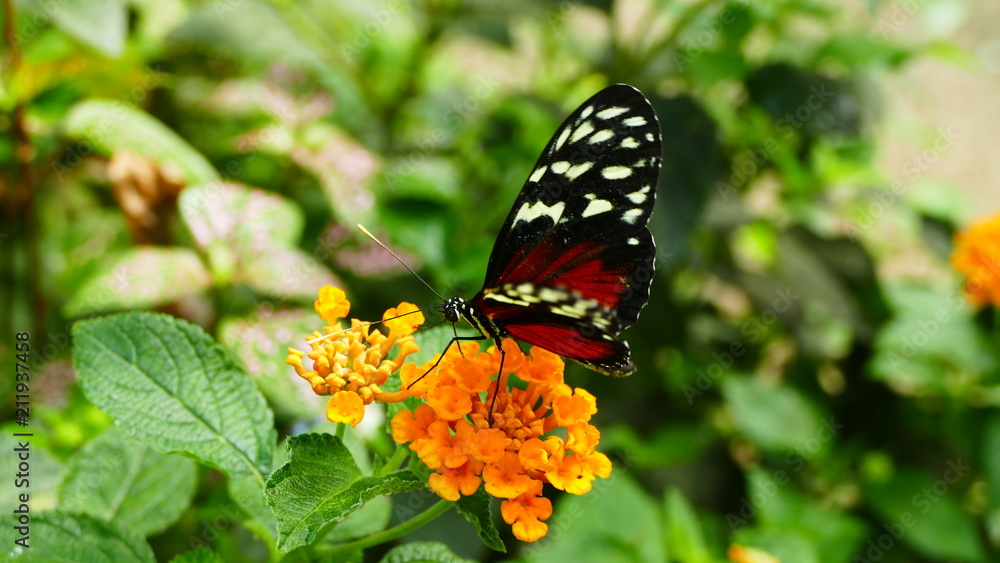 papillon sur sa fleur orange papillon sur sa fleur orange