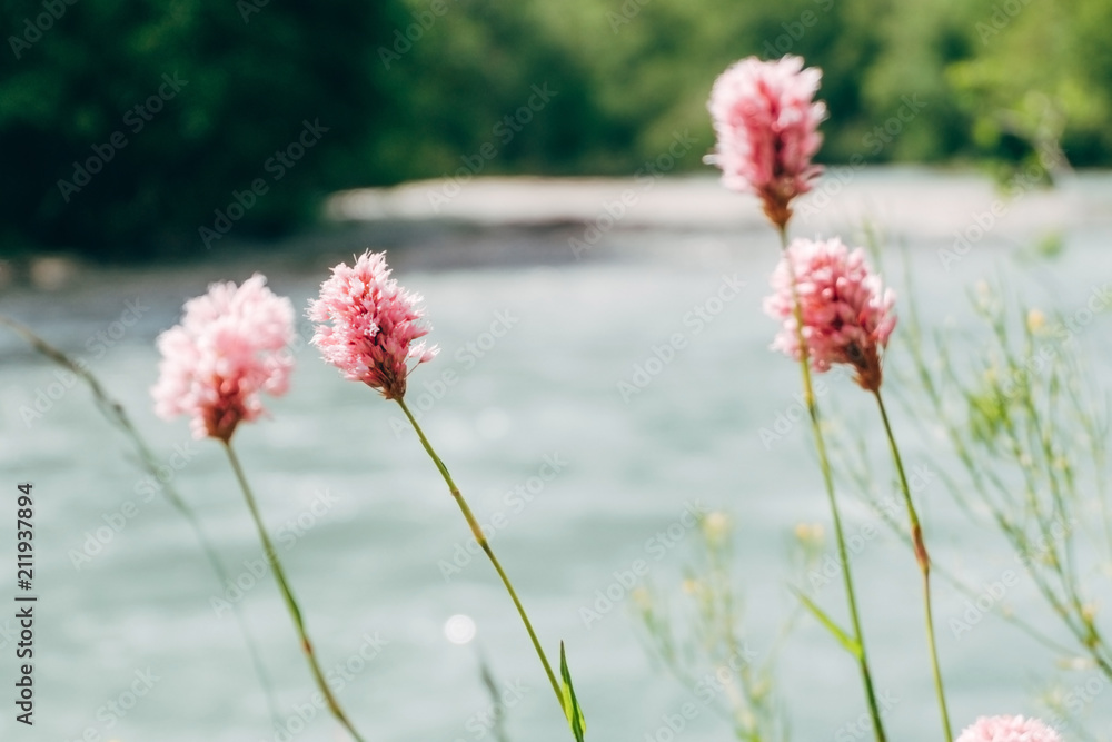 highlands pink flowers on river background. closeup highlands pink flowers on river background. closeup
