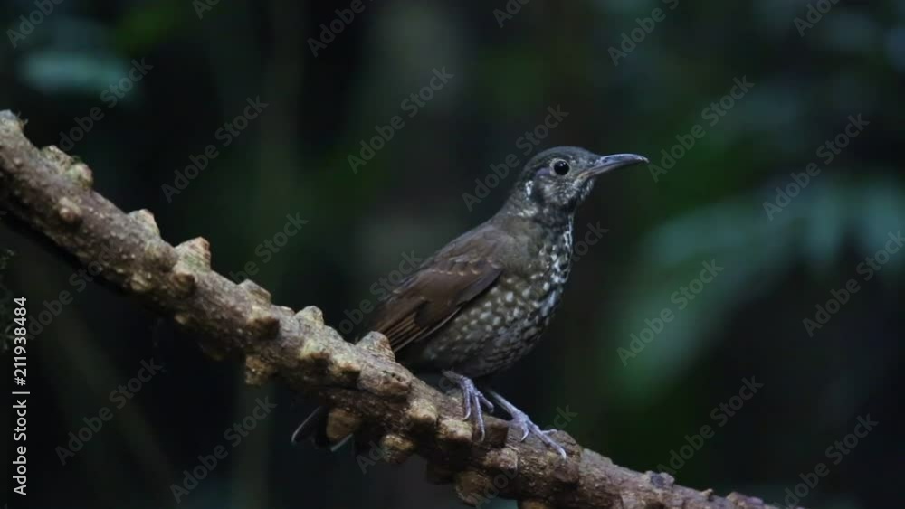 Dark-sided Thrush (Zoothera marginata) in Dalat, Vietnam Dark-sided Thrush (Zoothera marginata) in Dalat, Vietnam