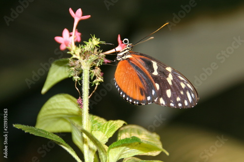 Butterfly and Flower