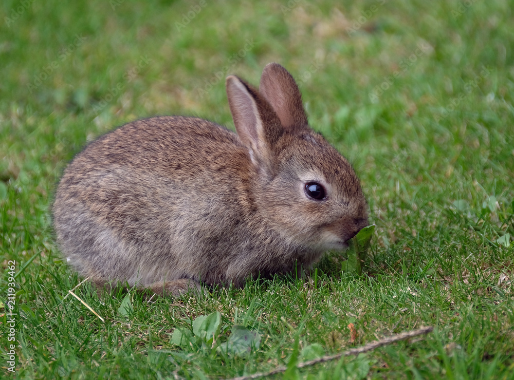Young wild Rabbit feediong on grass. Young wild Rabbit feediong on grass.