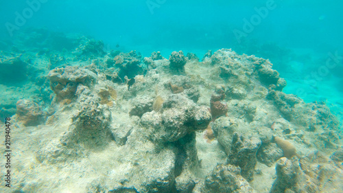 Εκτύπωση καμβά UNDERWATER: Grim view of decaying ocean floor and bleached coral reef in Pacific