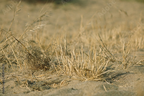 Sand and dry grass. The texture of the earth with dry grass and small rare bundles of dry plants.v