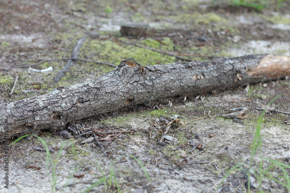 Obraz premium Log on the Forest Floor