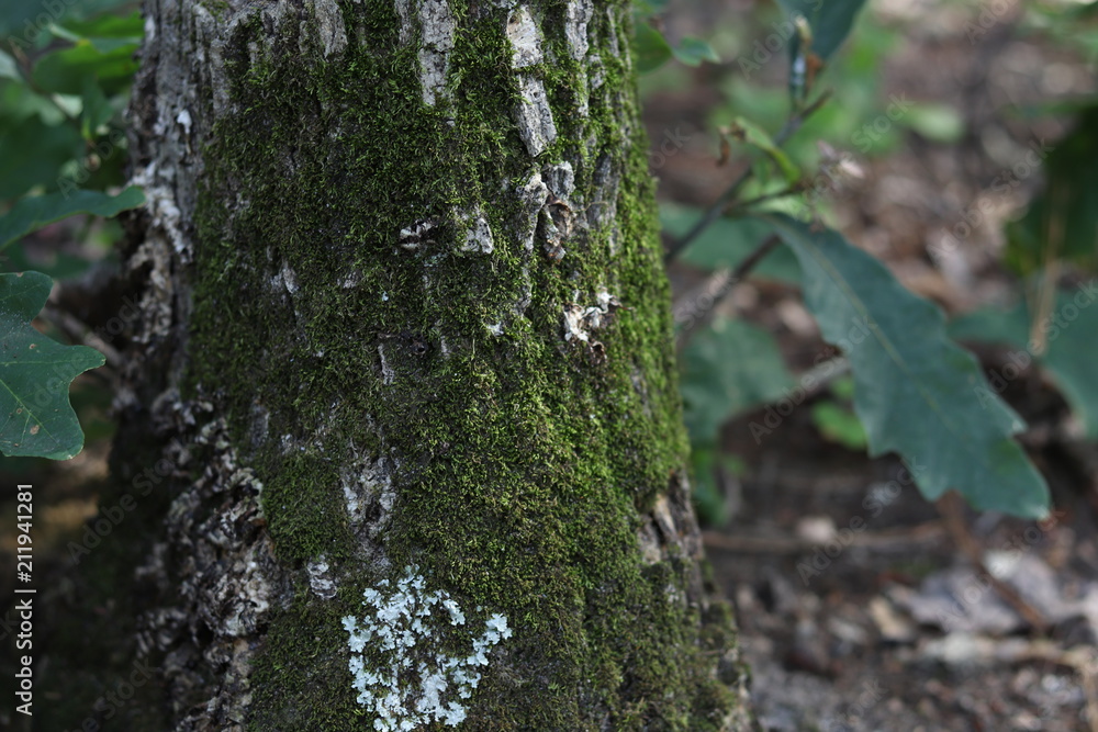 Obraz premium Tree Stump 3