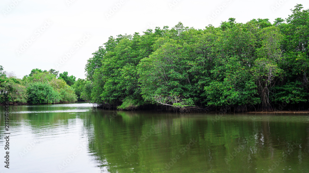 Mangrove forest at Songkhla lake in a south of Thailand.