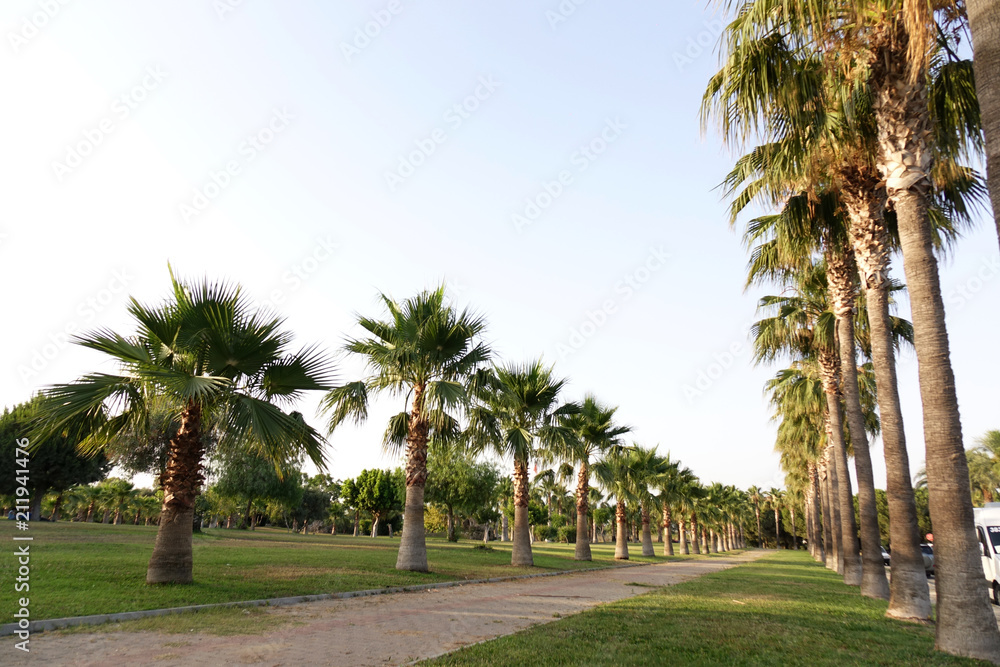 High rows of palm trees along the footpath. Beautiful view of the subtropics.