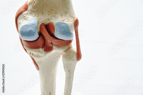 Photography Knee joint model in medical office