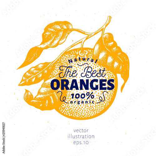 Orange branch illustration. Hand drawn vector fruit illustration. Engraved style. Vintage citrus illustration.