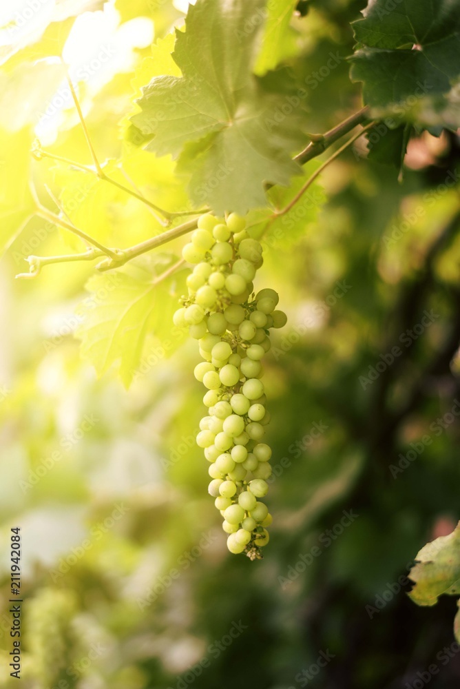 vineyard grapes with sunlight tone