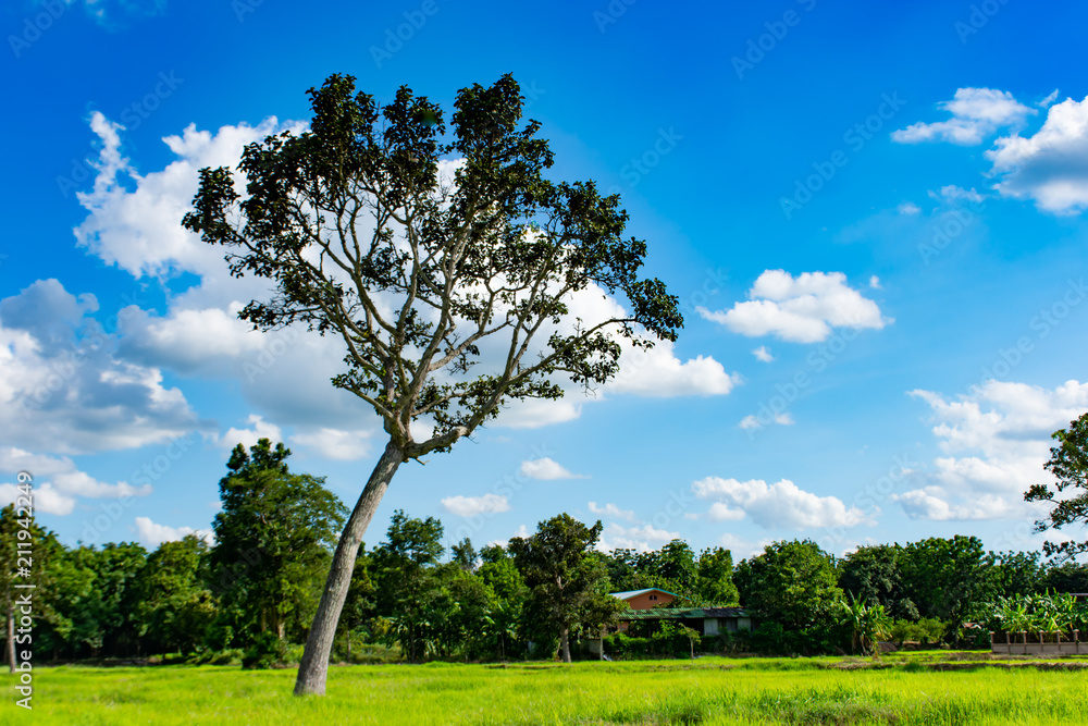The beautiful green rice paddy fields and trees. On the bright sky