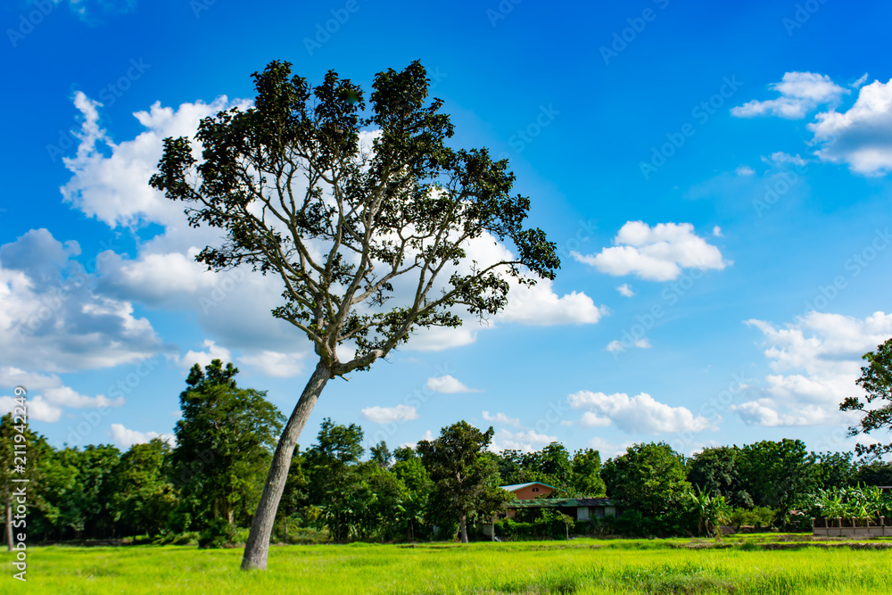 Fototapeta premium The beautiful green rice paddy fields and trees. On the bright sky
