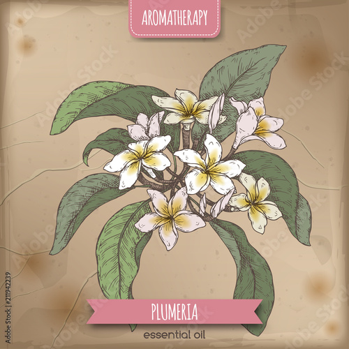 Plumeria rubra aka Frangipani branch color sketch on vintage ackground.