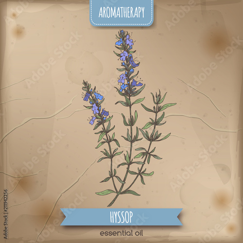 Hyssopus officinalis aka hyssop branch color sketch on vintage background. photo