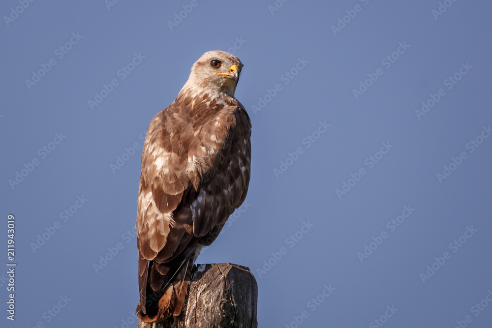 buzzard buzzard