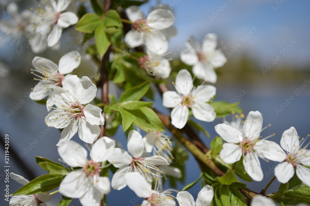 Blooming Apricot Branch on a Spring Day Blooming Apricot Branch on a Spring Day