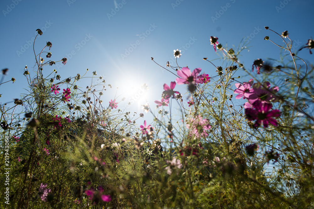 Wild flowers on sunny day
