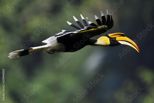 Great hornbill bird flying in China