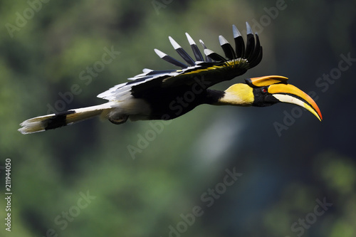 Great hornbill bird flying in China photo
