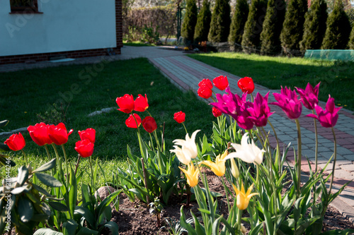 Flowers in the garden