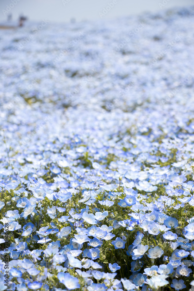 Fototapeta premium Nemophila (Baby blue eyes) grow as the carpet background